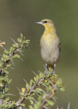 Image. Bullock's Oriole