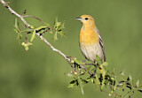 Image. Bullock's Oriole