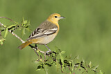 Image. Bullock's Oriole