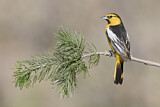 Image. Bullock's Oriole