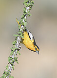 Image. Bullock's Oriole
