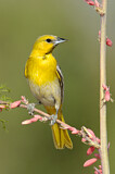 Image. Bullock's Oriole