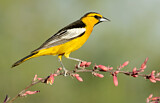 Image. Bullock's Oriole