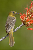 Image. Bullock's Oriole