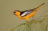 Image. Bullock's Oriole