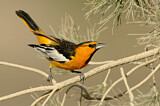 Image. Bullock's Oriole