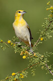 Image. Bullock's Oriole