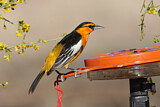 Image. Bullock's Oriole