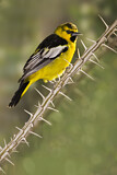 Image. Bullock's Oriole