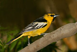 Image. Bullock's Oriole