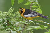 Image. Bullock's Oriole