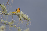 Image. Bullock's Oriole