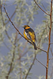 Image. Bullock's Oriole