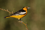 Image. Bullock's Oriole