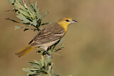 Image. Bullock's Oriole