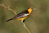 Image. Bullock's Oriole