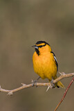 Image. Bullock's Oriole