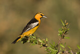 Image. Bullock's Oriole