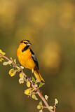 Image. Bullock's Oriole