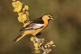 Image. Bullock's Oriole