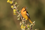 Image. Bullock's Oriole