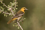 Image. Bullock's Oriole