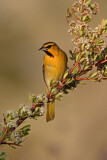 Image. Bullock's Oriole