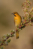 Image. Bullock's Oriole