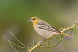 Image. Bullock's Oriole