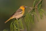 Image. Bullock's Oriole