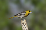 Image. Bullock's Oriole