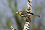 Image. Bullock's Oriole