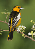 Image. Bullock's Oriole