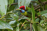 Image. Buntbartvogel