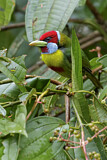 Image. Buntbartvogel