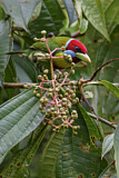 Image. Buntbartvogel