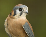 Image. Buntfalke