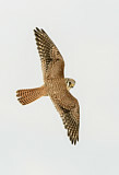 Image. Buntfalke
