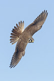 Image. Buntfalke