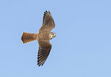 Image. Buntfalke