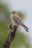 Image. Buntfalke
