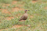 Image. Burchell's Courser
