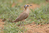 Image. Burchell's Courser