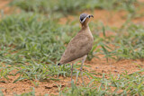 Image. Burchell's Courser