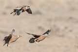Image. Burchell's Sandgrouse