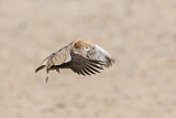 Image. Burchell's Sandgrouse