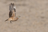 Image. Burchell's Sandgrouse