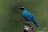 Image. Burchell's Starling