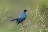 Image. Burchell's Starling