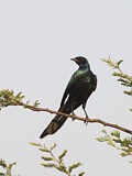Image. Burchell's Starling